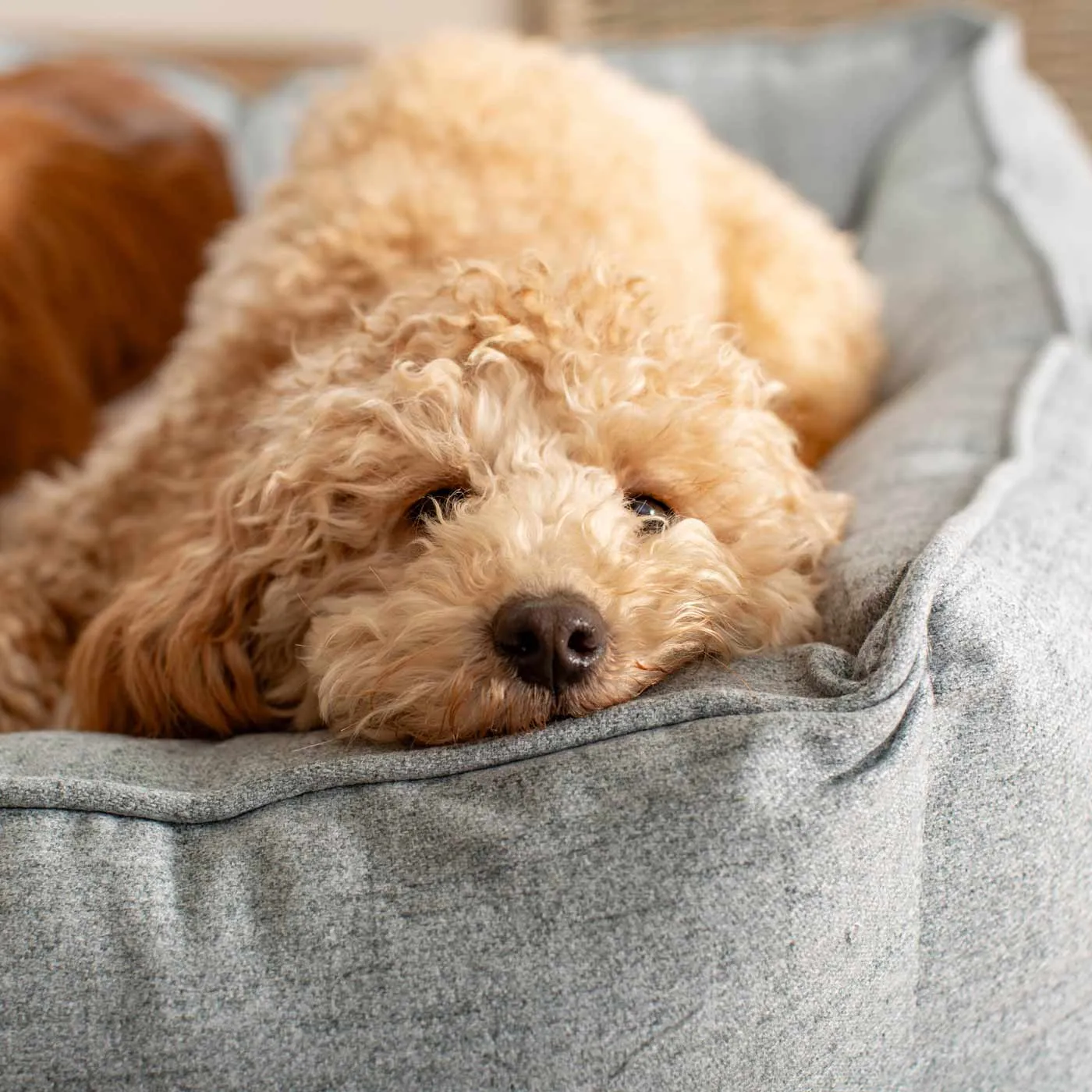 Box Bed With Removable Covers In Inchmurrin Iceberg by Lords & Labradors