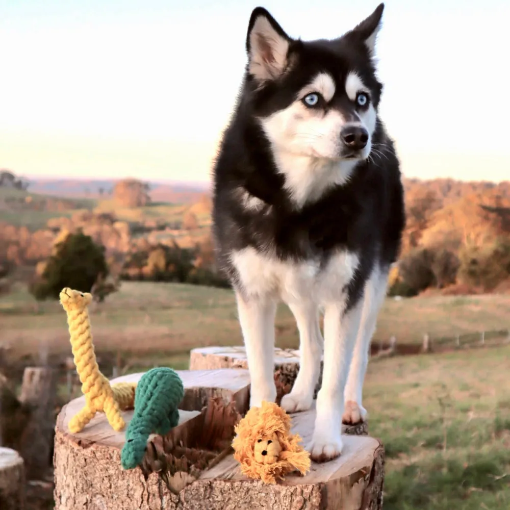 Lion Rope Dog Toy