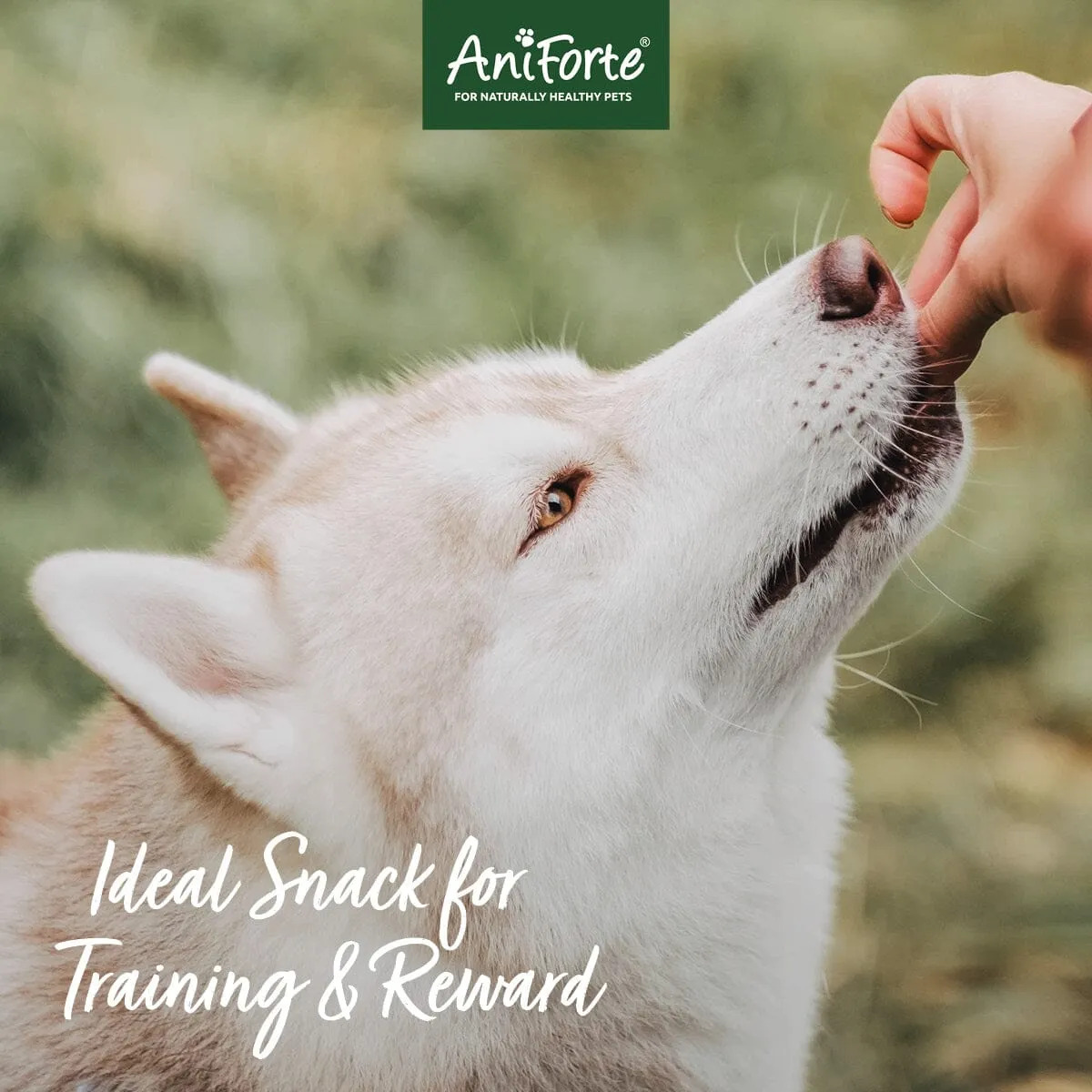 Natural Dog Snacks with Horse - 150g